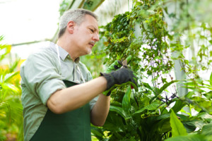Employee working in a greenhouse