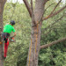 Potatura e abbattimento alberi in treeclimbing